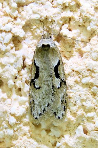 Réf. 335 306 : Semioscopis steinkellneriana